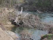 Alberi nel fiume Fiume