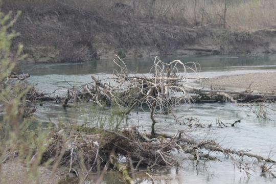 Alberi nel fiume Meduna