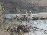 Alberi nel fiume Meduna